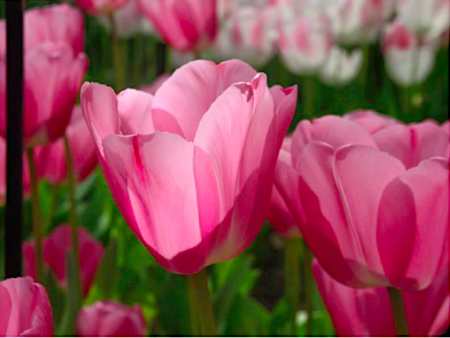 De Bollenstreek in Bloei! Bezoek de Keukenhof.